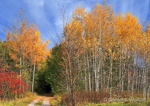 Autumn Birches_23021.jpg - Autumn colors photographed at Ken Reid Conservation Area near Lindsay, Ontario, Canada.
